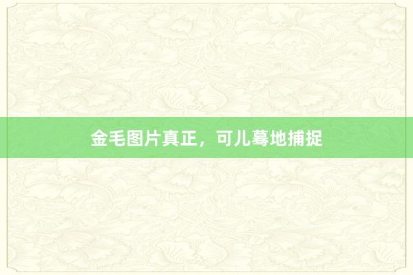 金毛图片真正，可儿蓦地捕捉